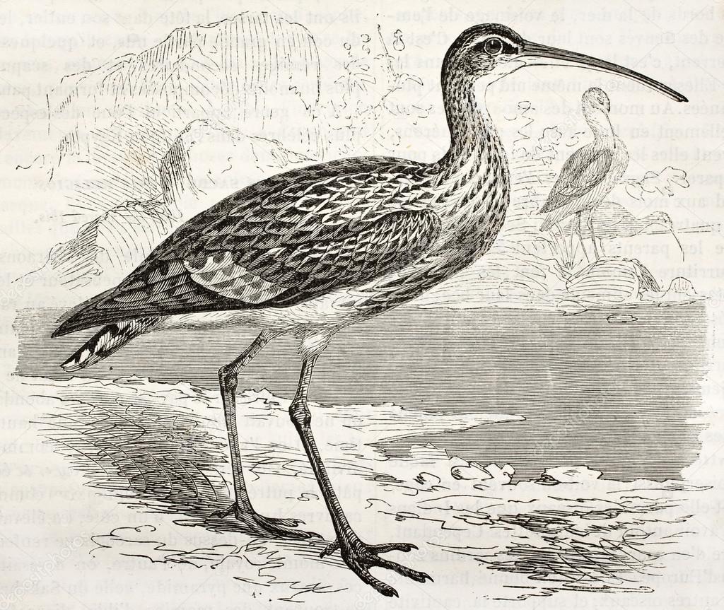 Eurasian Curlew