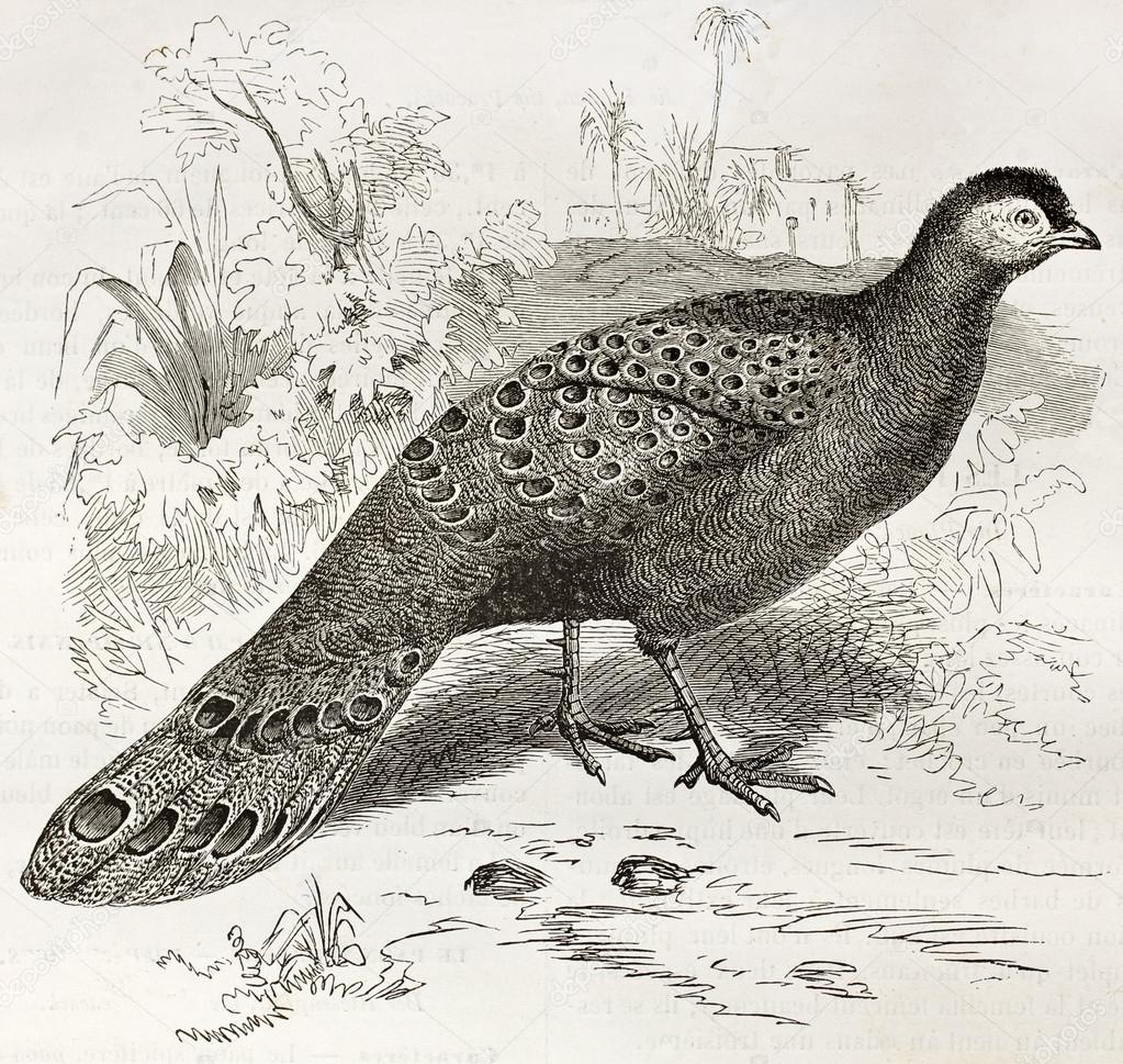 Grey Peacock-Pheasant