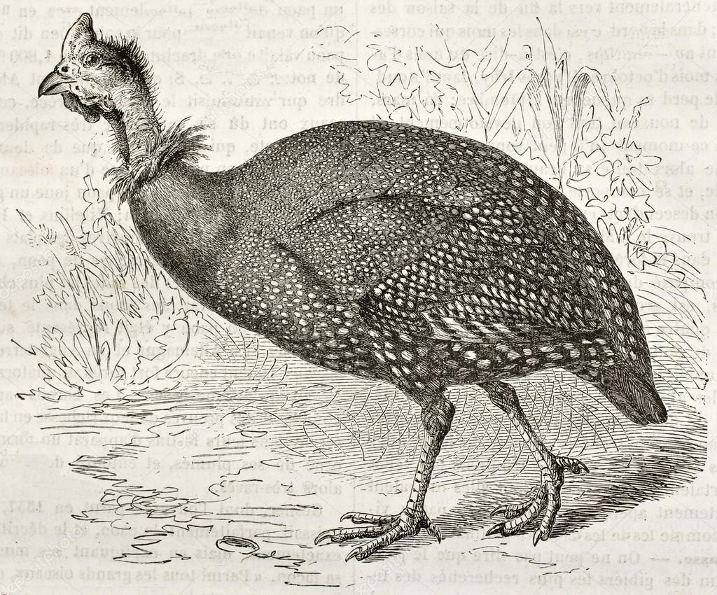 Helmeted Guineafowl