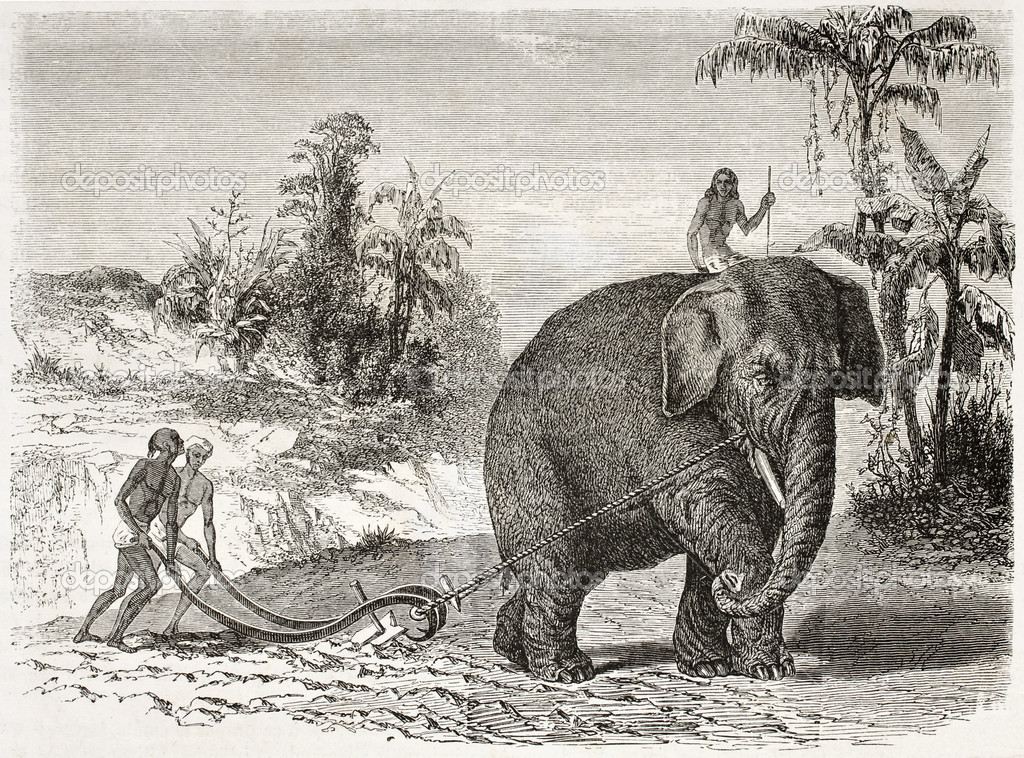Elephant ploughing