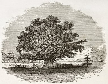 Ficus Sycomorus