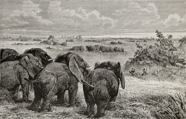 Elephants grazing clipart