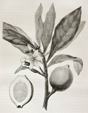 Genipa americana