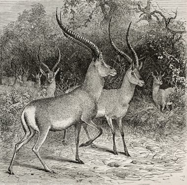 ougogo antilop
