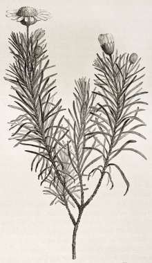 Euryops