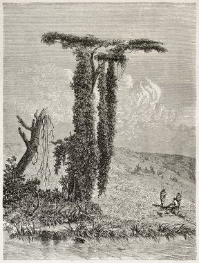 Lisara