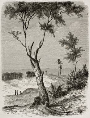 Tamarix