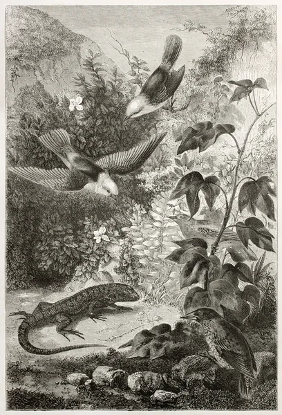 Galapagos fauna — Stock Photo, Image