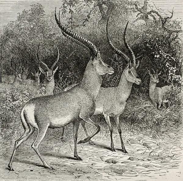 Ougogo-Antilope — Stockfoto