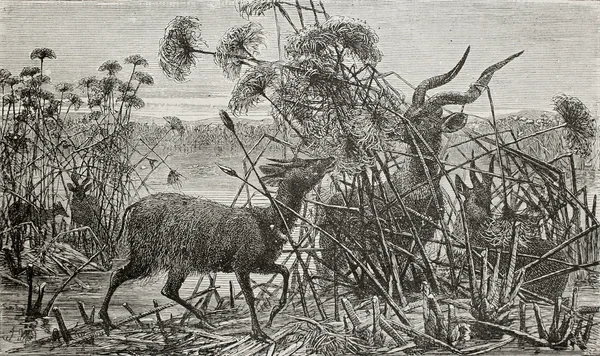 Sitatunga — Zdjęcie stockowe