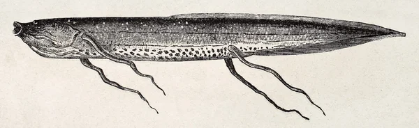 Αφρικανική lungfish — Φωτογραφία Αρχείου