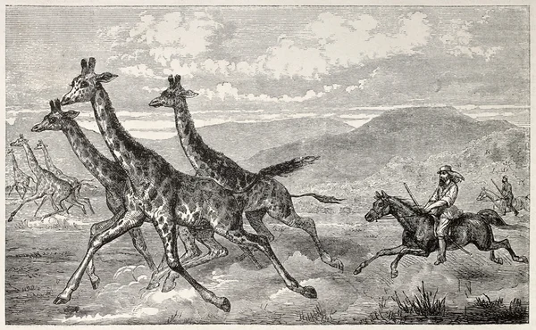 Giraffe hunting — Stock Photo, Image