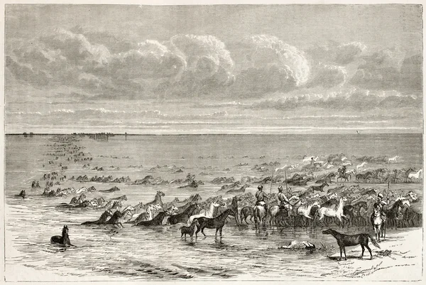Cavalos fording Volga — Fotografia de Stock