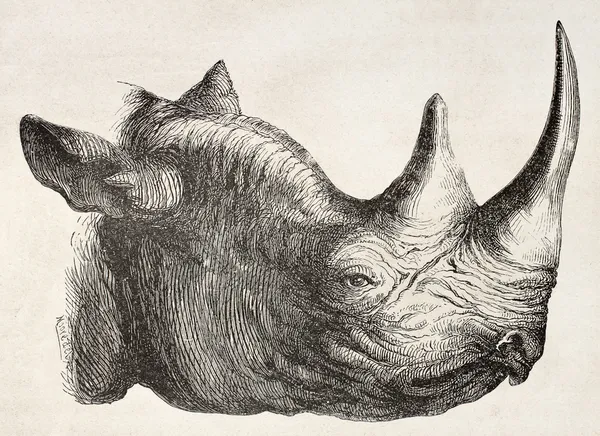 Rhino huvud — Stockfoto