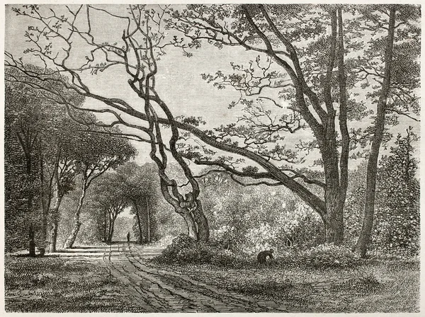 Δάσος fointainebleau — Φωτογραφία Αρχείου