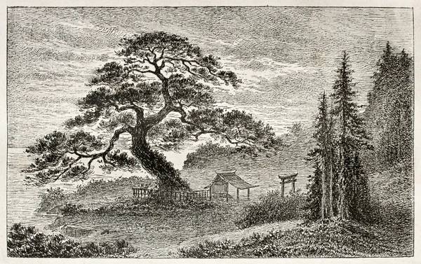 Holy Cedar