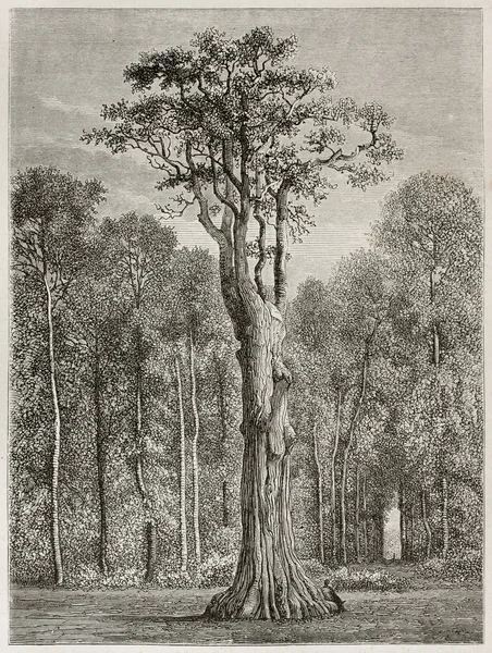 Bis quercia — Foto Stock