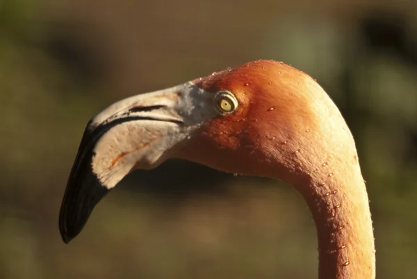 Hungerkopf — Stockfoto