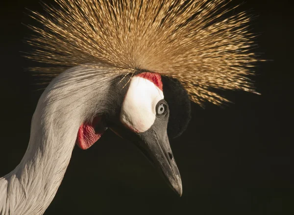 Grey Crowned Crane quater — Stock Photo, Image