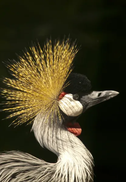 Grey Crowned Crane quinquies — Stock Photo, Image