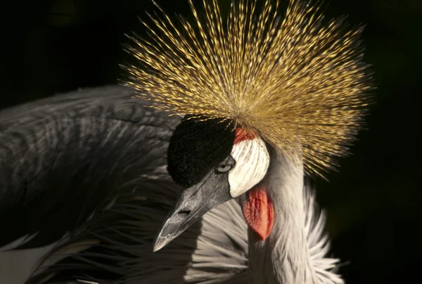 Grey Crowned Crane sexies — Stock Photo, Image