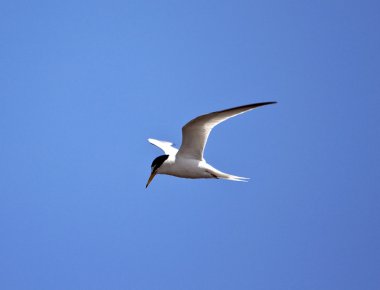 küçük sumru
