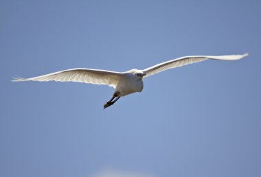 Küçük ak balıkçıl bis