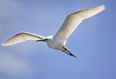 Küçük ak balıkçıl ter