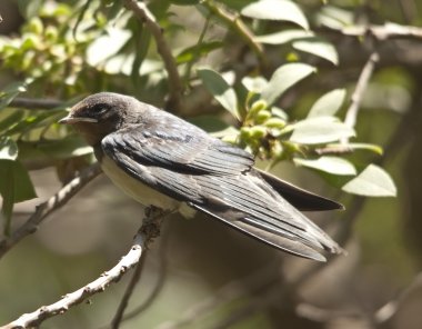 kum martin Mahallesi