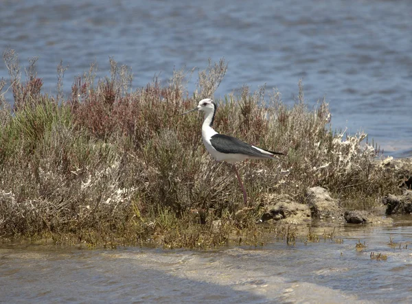 Black-winged stilt — Stock Photo, Image