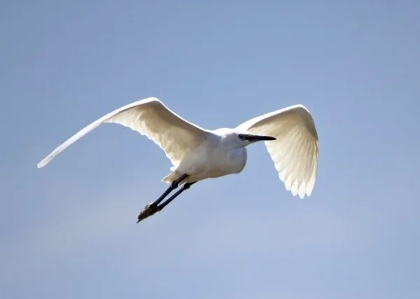 Little Egret — Stock Photo, Image