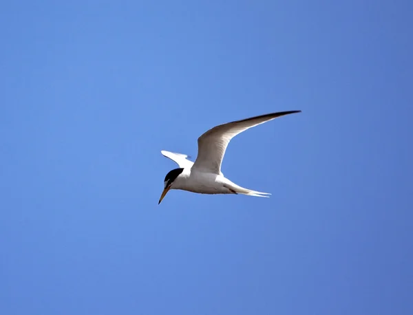 Little Tern — Stock Photo, Image