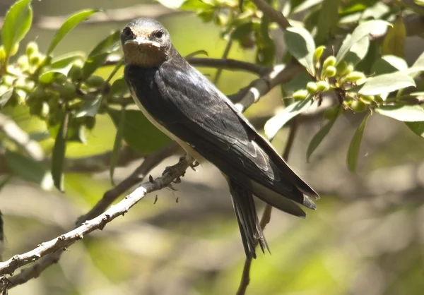 Sand Martin bis — Stock Photo, Image