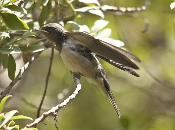 kum martin quinquies