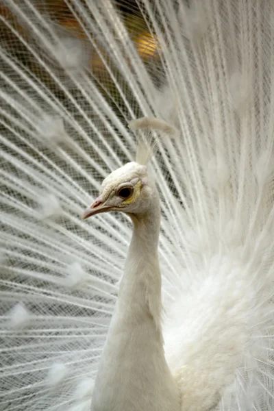 White peacock bis — Stock Photo, Image