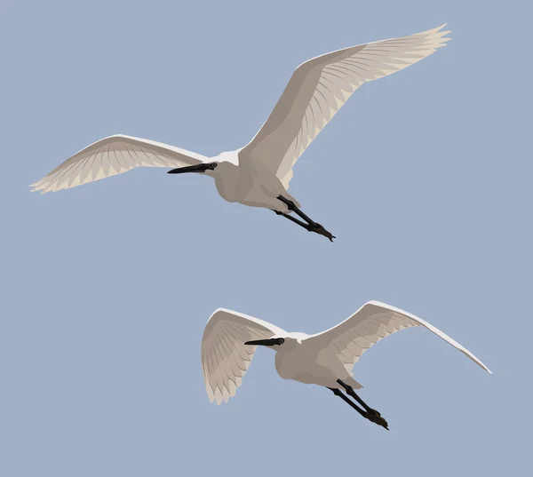 Pequenos Egrets —  Vetores de Stock