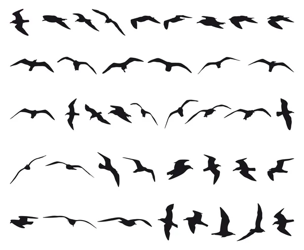 Mouettes et mouettes — Image vectorielle