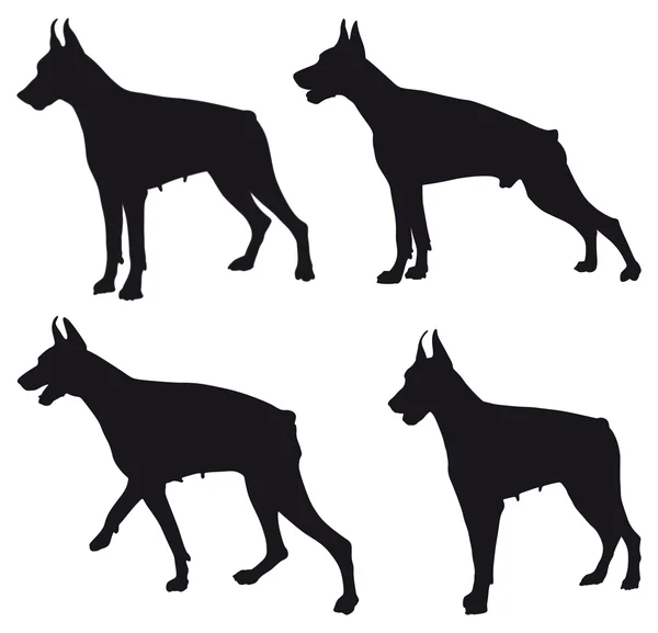 Doberman silhouette — Stock Vector