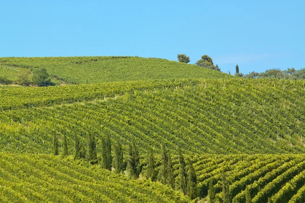 Vineyard rows bis — Stock Photo, Image