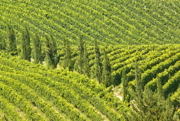 Weinbergsreihen — Stockfoto