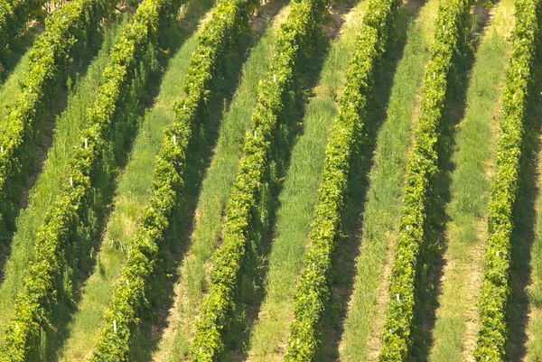 Filas de viñedos quinquies — Foto de Stock