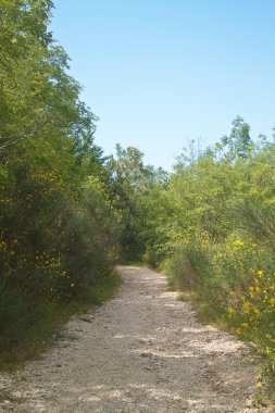 Yolu çalılar arasında