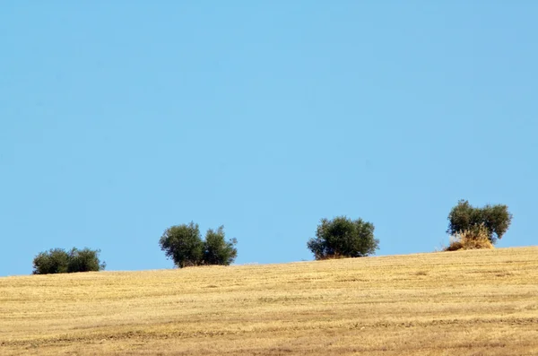 Оливкові дерева в полі — стокове фото