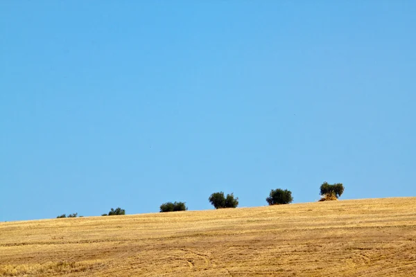 Olivovníky v poli — Stock fotografie