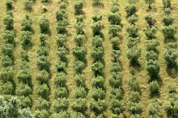 Olijfbomen rijen — Stockfoto