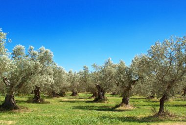 Zeytin koruluğu araştırmaları