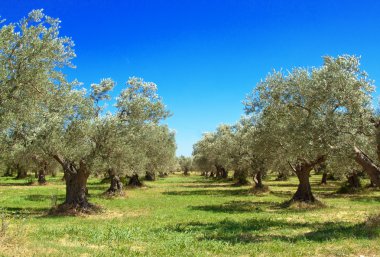 Olive grove ter