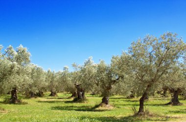 Olive grove BIS