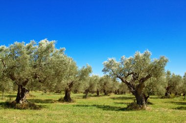 Olive grove