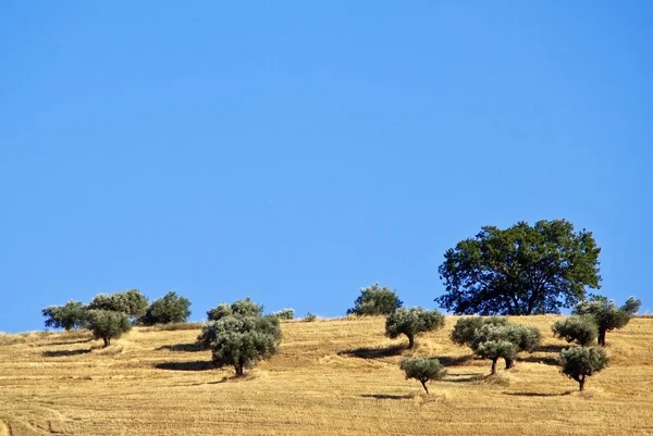 Abruzzo campagna septies — Foto Stock